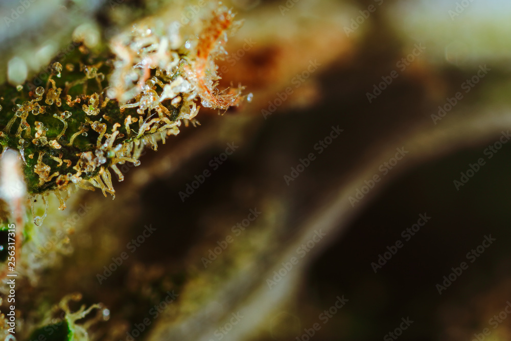 Medical Cannabis CBD THC Trichomes - macro view. Medical Cannabis CBD THC Trichomes - macro view.
