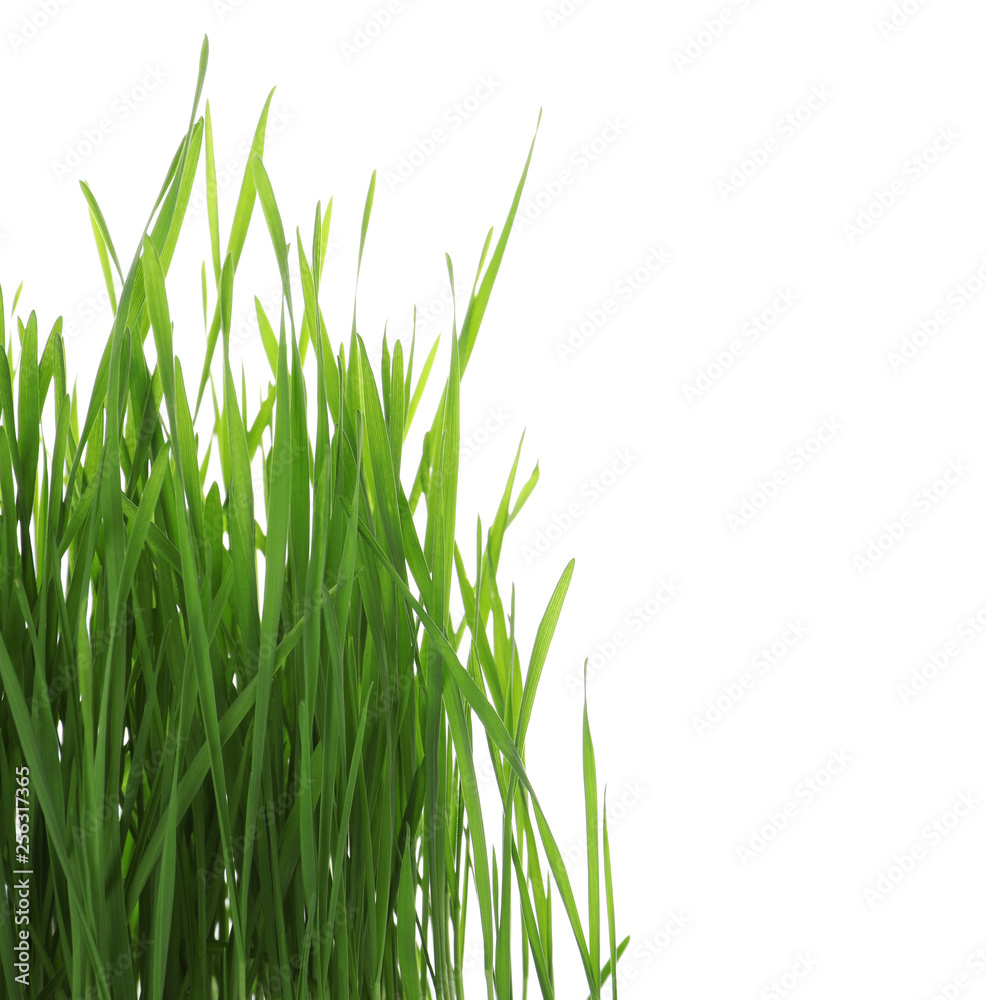 Fototapeta premium Green organic wheat grass on white background