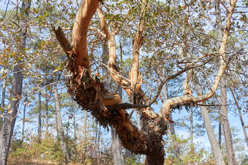 arbutus xalapensis losing its bark © Jehaziel