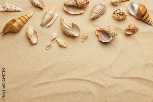 Seashells on beach sand, top view. Space for text