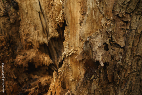 Tree structure close-up. Natural photo of bark, branch, log.