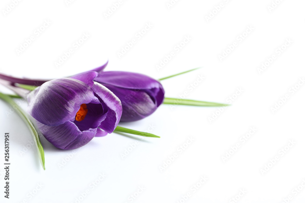 Beautiful spring crocus flowers on white background Beautiful spring crocus flowers on white background