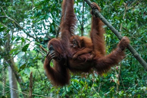 Indonesia, Sumatra, Bukit Lawang Orang Utan Rehabilitation station, mother and baby Sumatran orangutan swinging through the forest photo