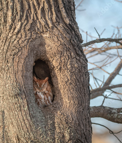 Eastern Screech Owl at Rest