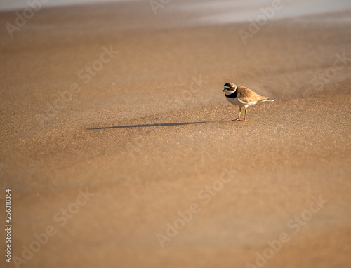 Sunset Plover at Plum Island