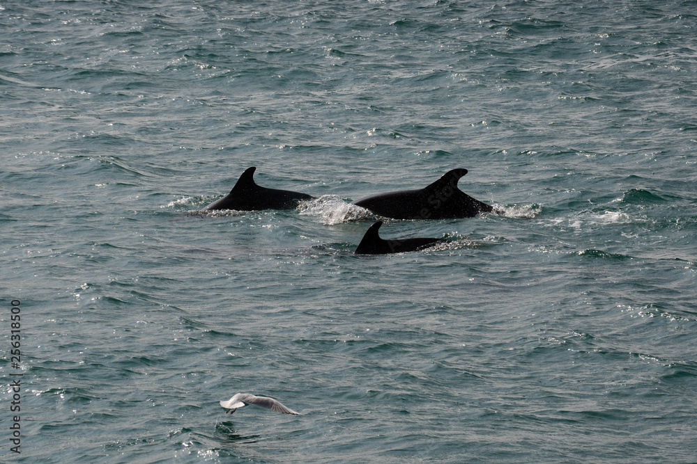 Fototapeta premium Harbour porpoises, Istanbul, Turkey