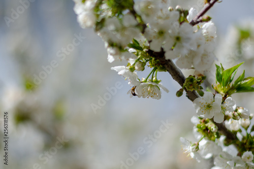 Bee on the flowers of a cherry branch