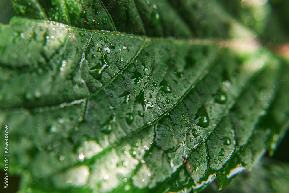 Drops of rain water on green grape leaves in vineyard. Inspirational natural floral spring or summer farming garden background. Viticulture wine industry Drops of rain water on green grape leaves in vineyard. Inspirational natural floral spring or summer farming garden background. Viticulture wine industry