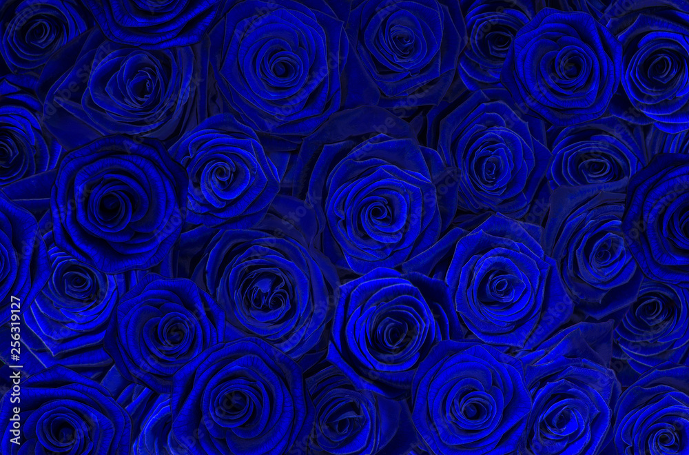 Fototapeta blue black roses.