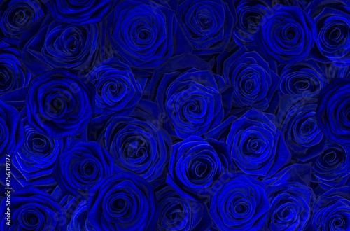 Fototapeta Naklejka Na Ścianę i Meble -  blue black roses.