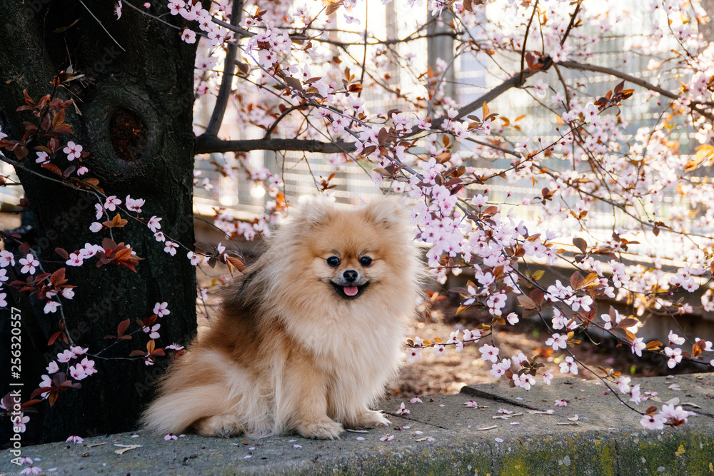 Pomeranian spitz smiling watch the evening sun at the park's nature.
