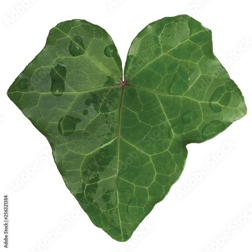 Hedera helix L. var. baltica leaf, morning dew rain drops climbing common Baltic ivy texture large detailed isolated macro closeup fresh new young evergreen creeper leaves green wintergreen woody vine photo