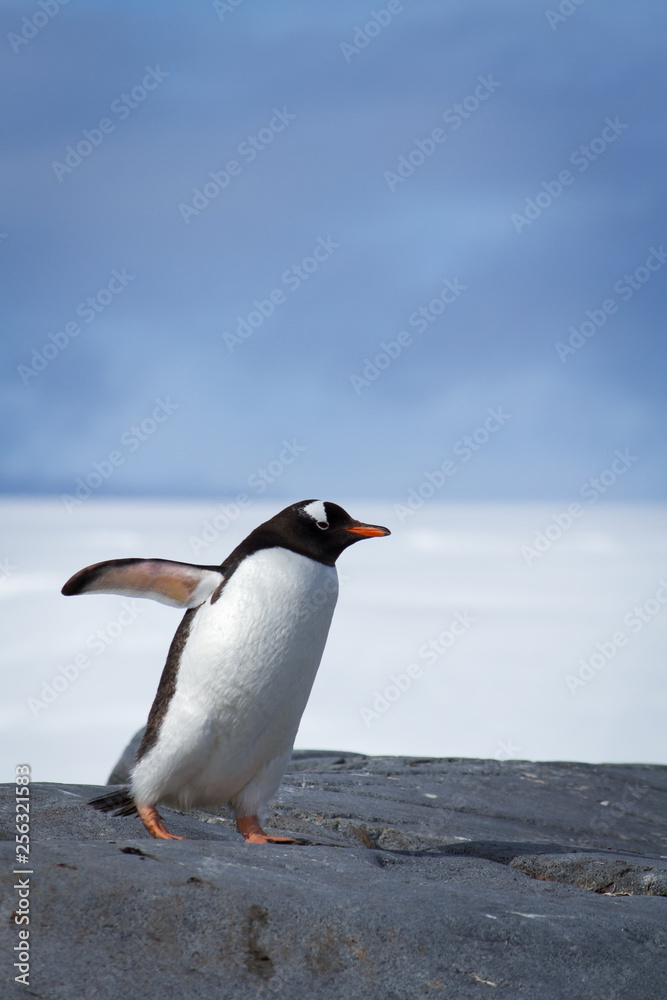 Fototapeta premium Gentoo Penguin snowy background blue sky
