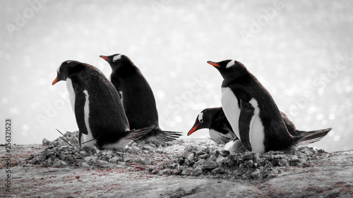 Four Gentoo penguins on rocky nests one looking at camera from behind another