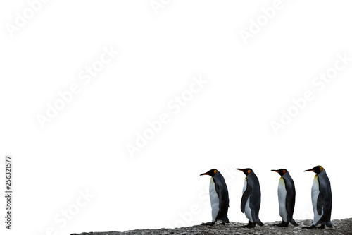 Four King Penguins in a row on a white background