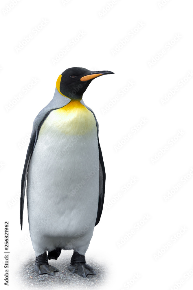 Fototapeta premium King Penguin on white background