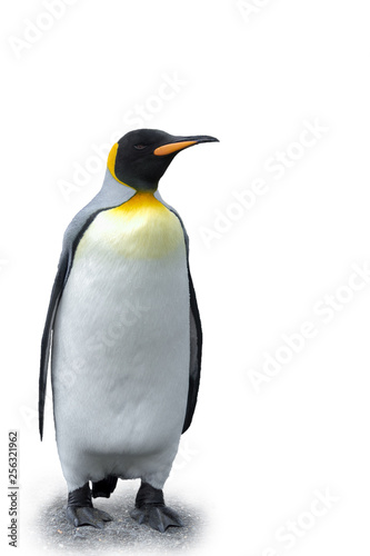 King Penguin on white background