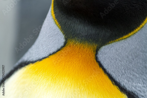 Close up of King Penguin feathers and colourful plumage
