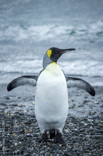 King Penguin with wings outstretched standing on a beach with waves breaking in background