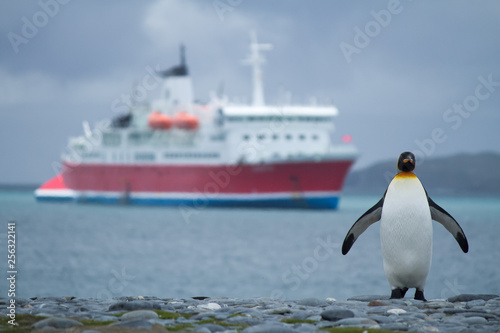 King Penguin on a beach with a cruise ship in background