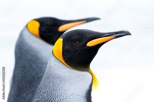 Portrait of a pair of King Penguins South Georgia