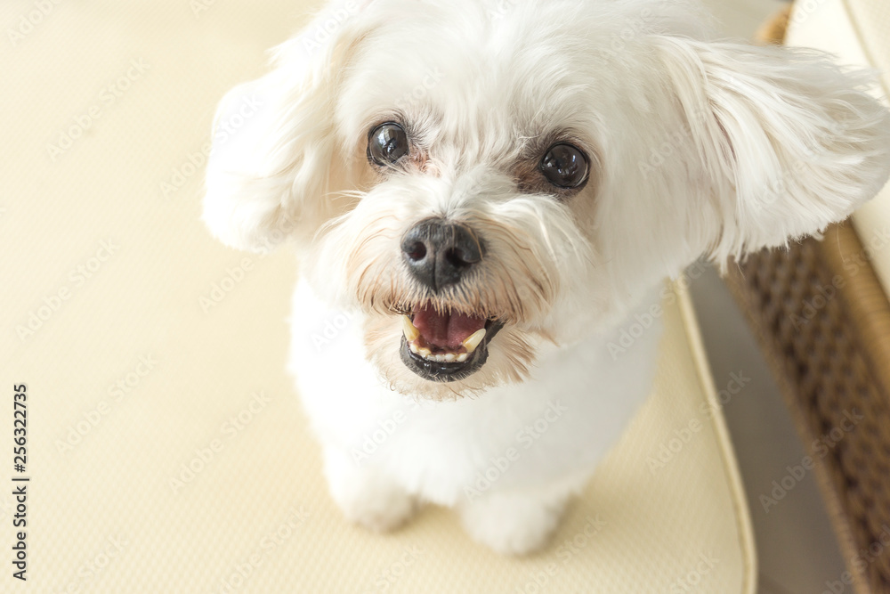 Affectionate look of white poodle in close up