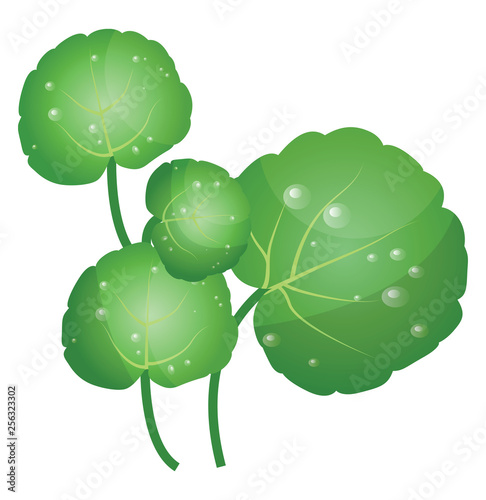 Green water cress leafs vector illustration of vegetables on white background. photo