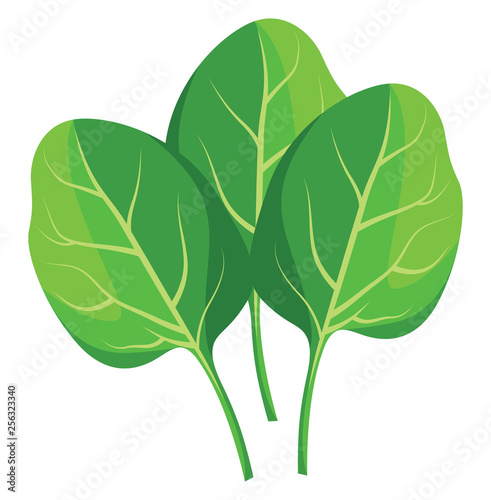 Green spinach leafs vector illustration of vegetables on white background. photo