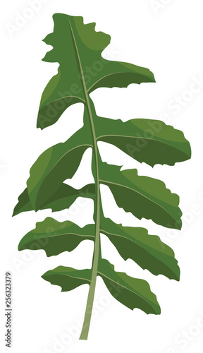 Green ruccola leaf vector illustration of vegetables on white background.