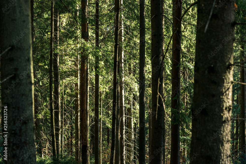 coniferous forest of trees with a full frame trail coniferous forest of trees with a full frame trail