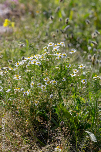 Pharmacy chamomile  Matricaria chamomilla  growing in a meadow on a spring day