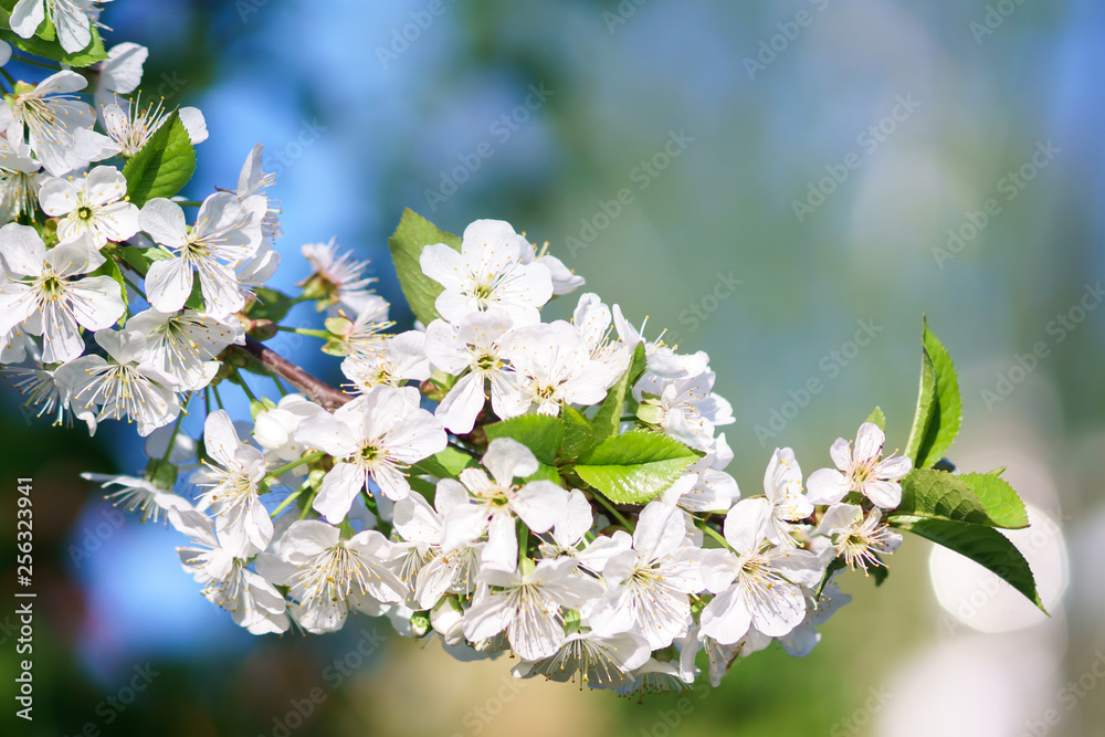 Fototapeta premium Apple blossoms in spring