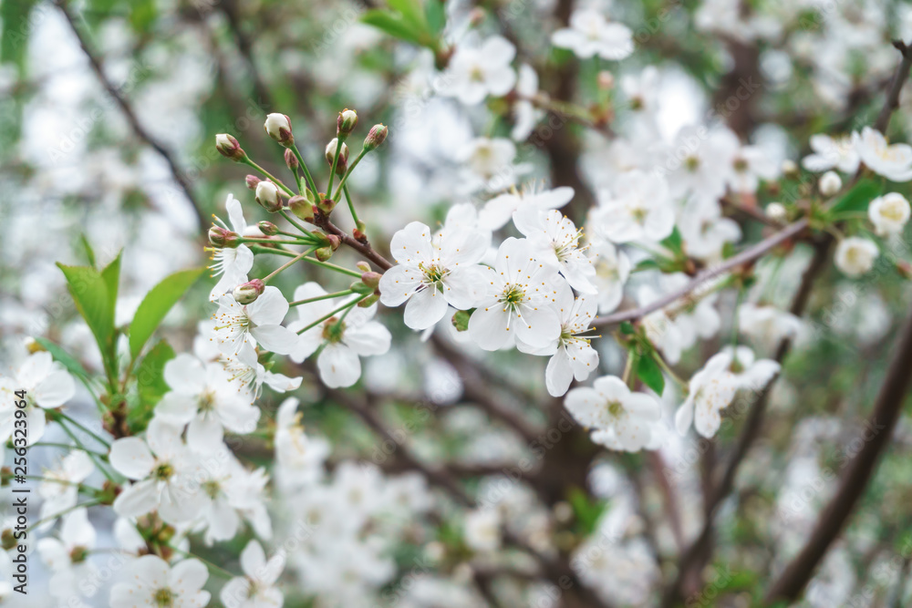 Obraz premium Blooming Apple trees in spring