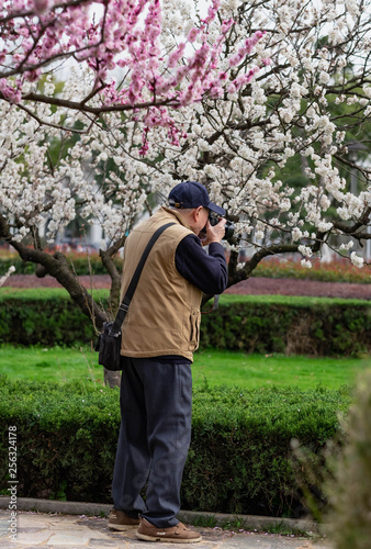 The Cherry Blossom tree at the Wuhan city, Hubei China.
