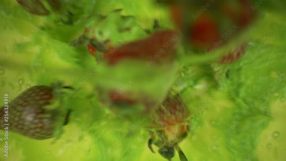Falling paints with strawberries in slow motion. Falling paints with strawberries in slow motion.