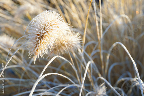 Frozen pennisetum alopecuroides  fountaingrass during cold winter. Close up of ormental grass in garden. Chinese fountain grass or swamp grass during winter season