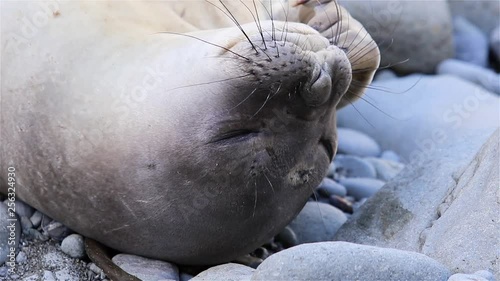 Young Elephant seal on South Georgia Beach