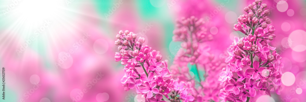 Obraz premium Pink Lilacs With Sunlight And Bokeh - Spring Background Banner