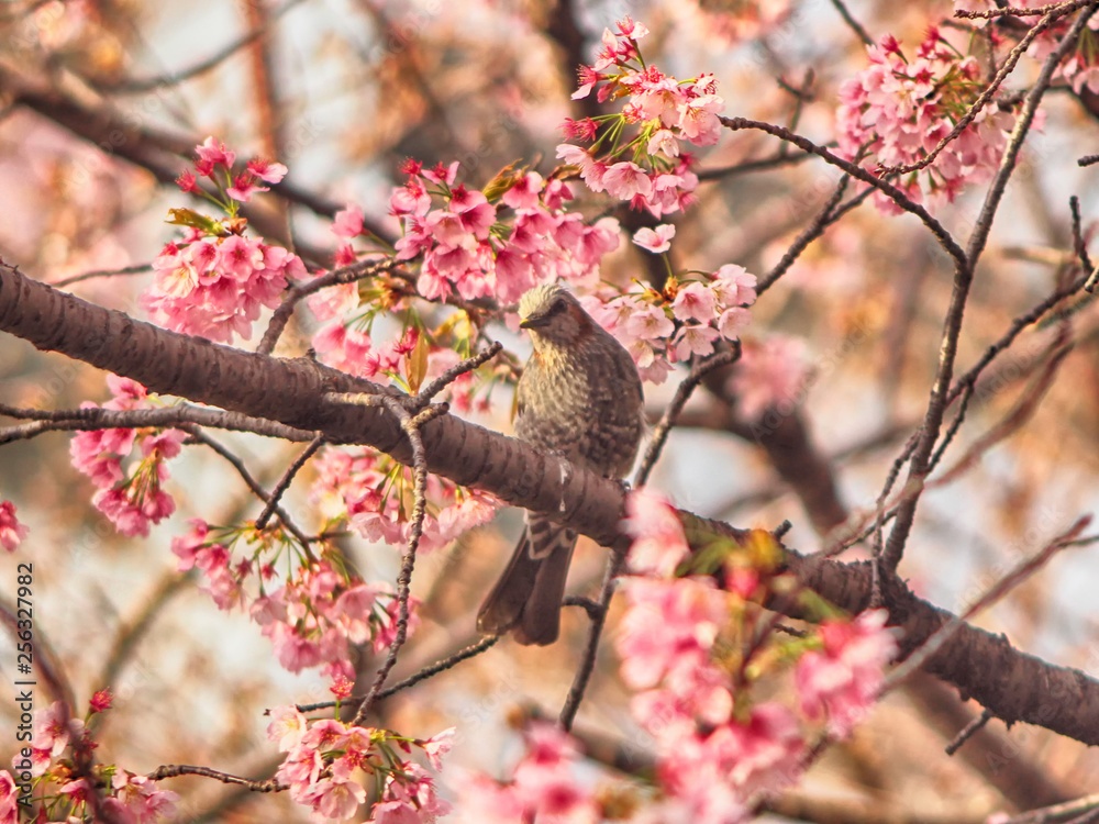 Apricot Blooming with Bird in Spring, Haeundae, Busan, South Korea, Asia. Apricot Blooming with Bird in Spring, Haeundae, Busan, South Korea, Asia.