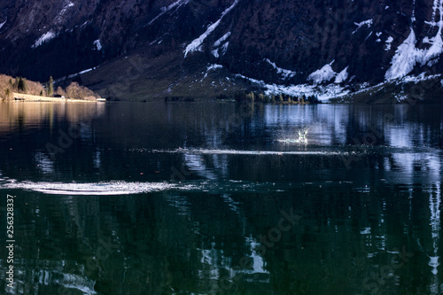 Königssee Steine Flippen photo