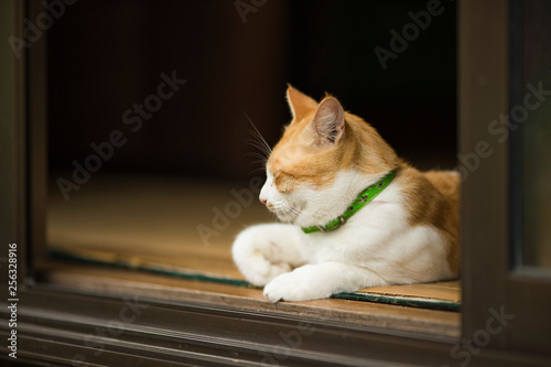 縁側の猫