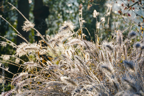 Frozen pennisetum alopecuroides, fountaingrass during cold winter. Close up of ormental grass in garden. Chinese fountain grass or swamp grass during winter season