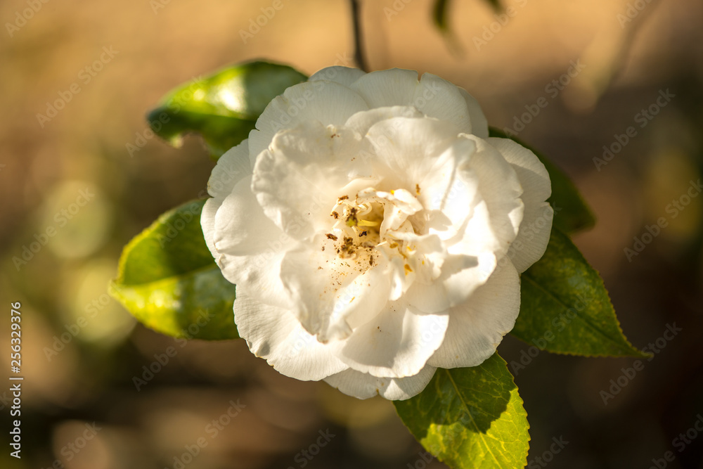 Obraz premium 農業文化公園の椿