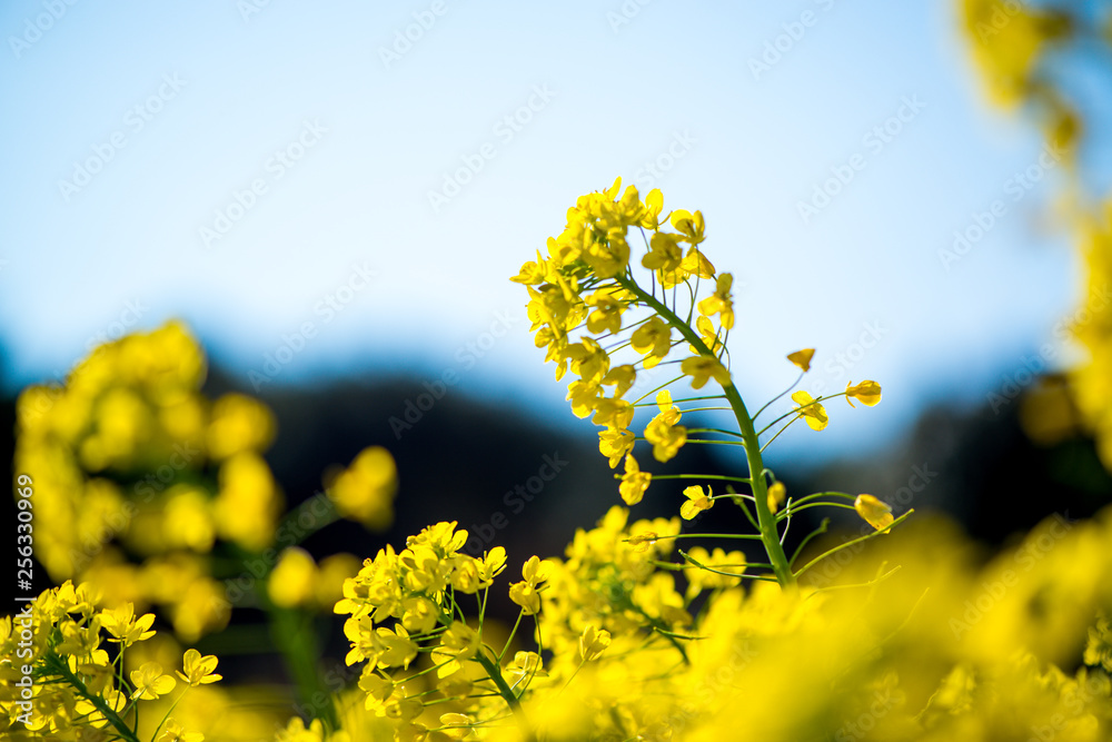 Obraz premium 農業文化公園の菜の花
