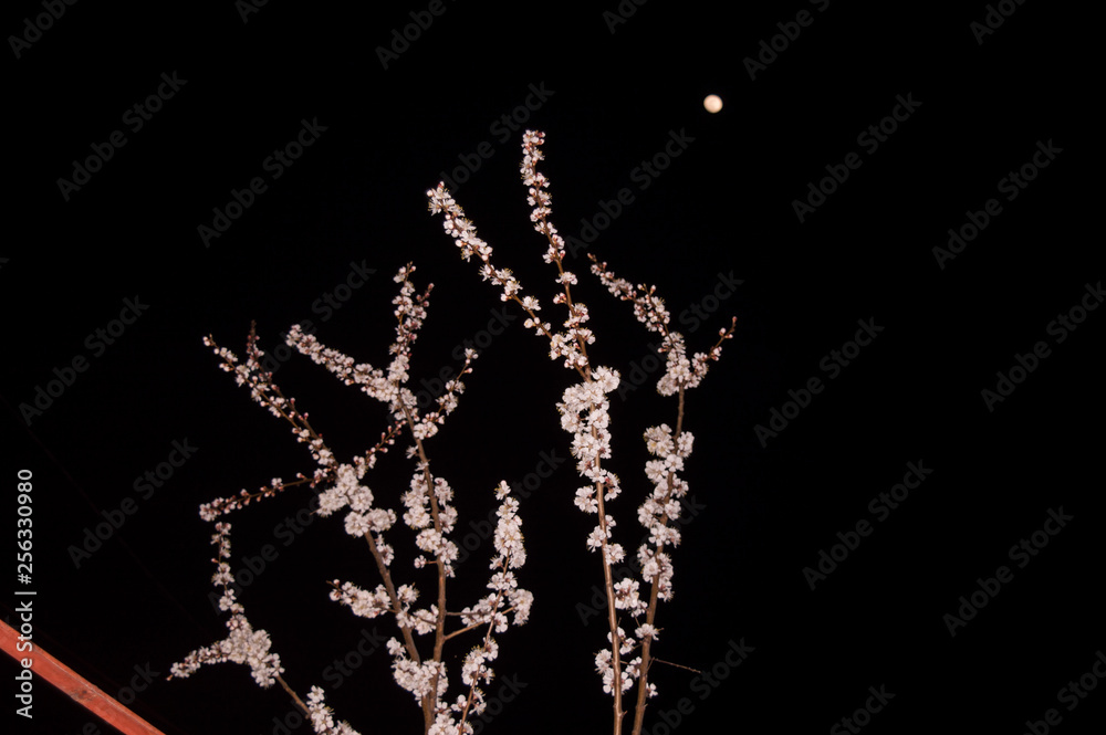 Obraz premium Blossoming tree at night with the moon blurred out on the sky at the background