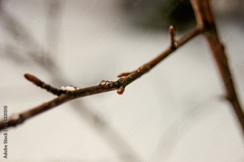 A branch of a tree when the snow melts