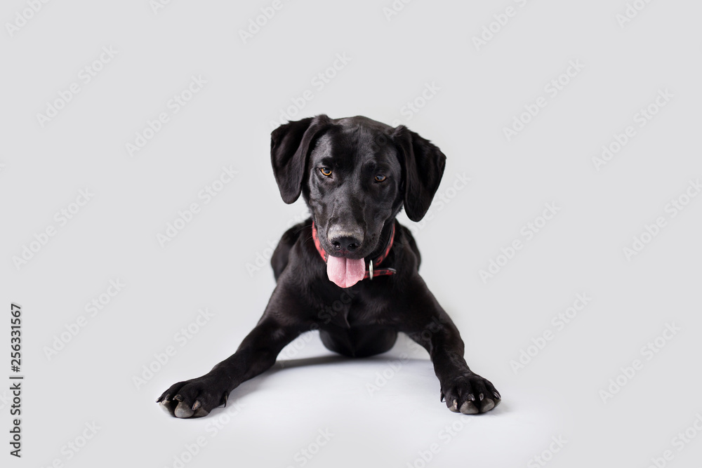 Black Lab Dog on Isolated Background