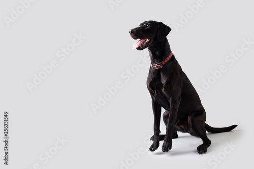 Black Lab Dog on Isolated Background