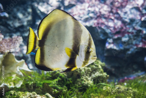 Circular batfish