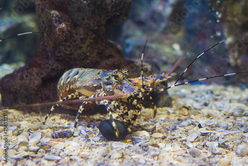 Lobster